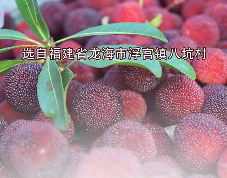 杨梅（散装） (2).jpg