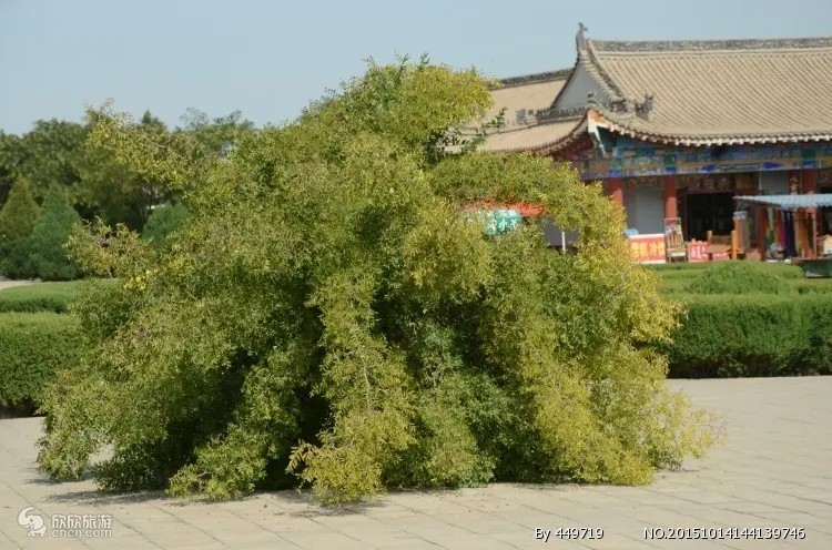 宁夏西夏王陵图3
