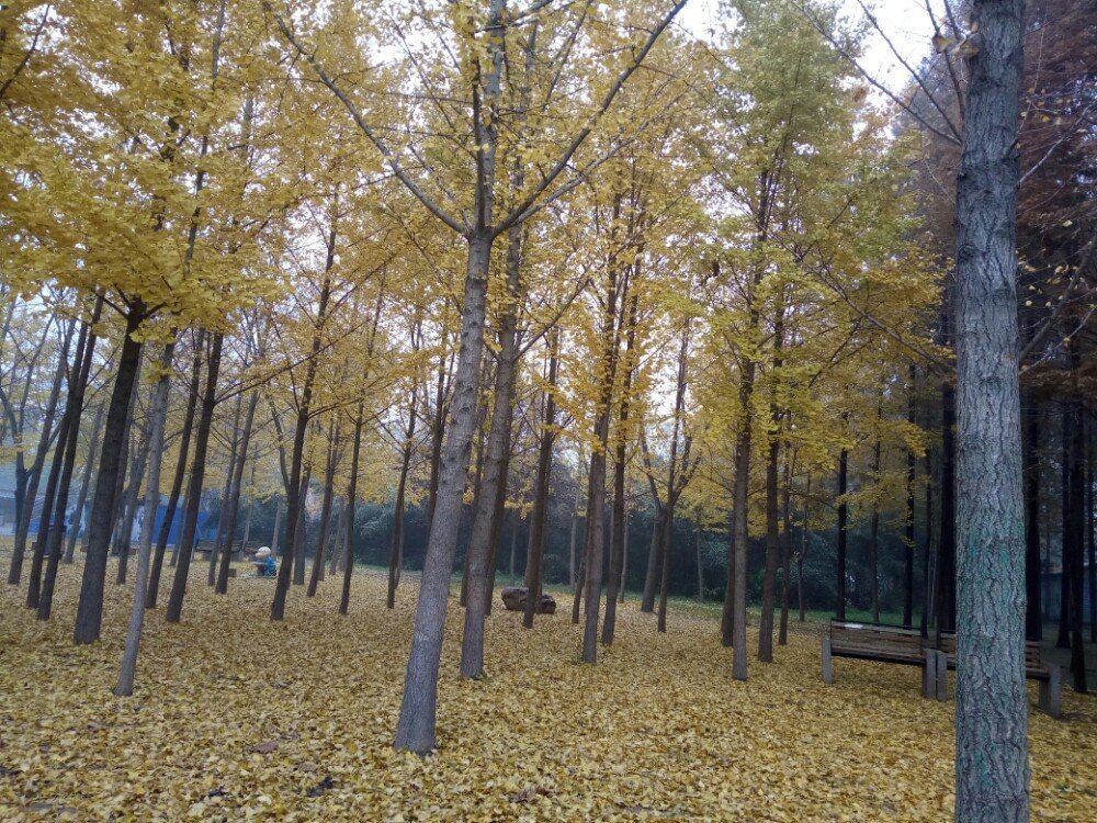 中原绿色庄园景区图2