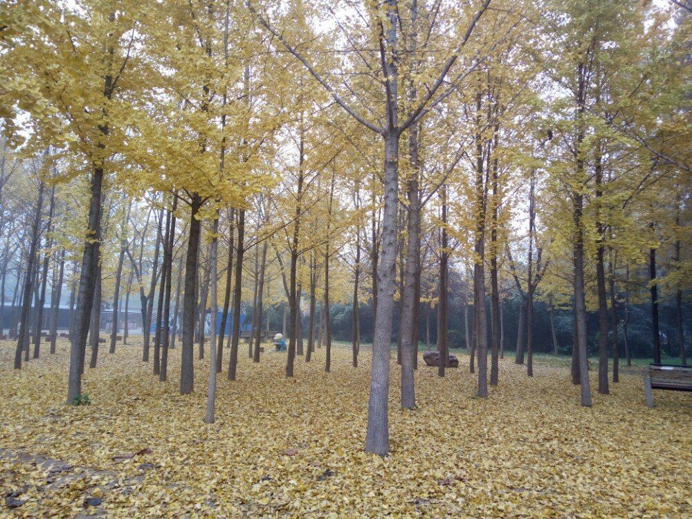 中原绿色庄园景区图3