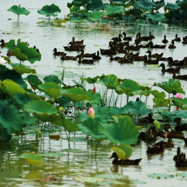泗洪洪泽湖湿地图3