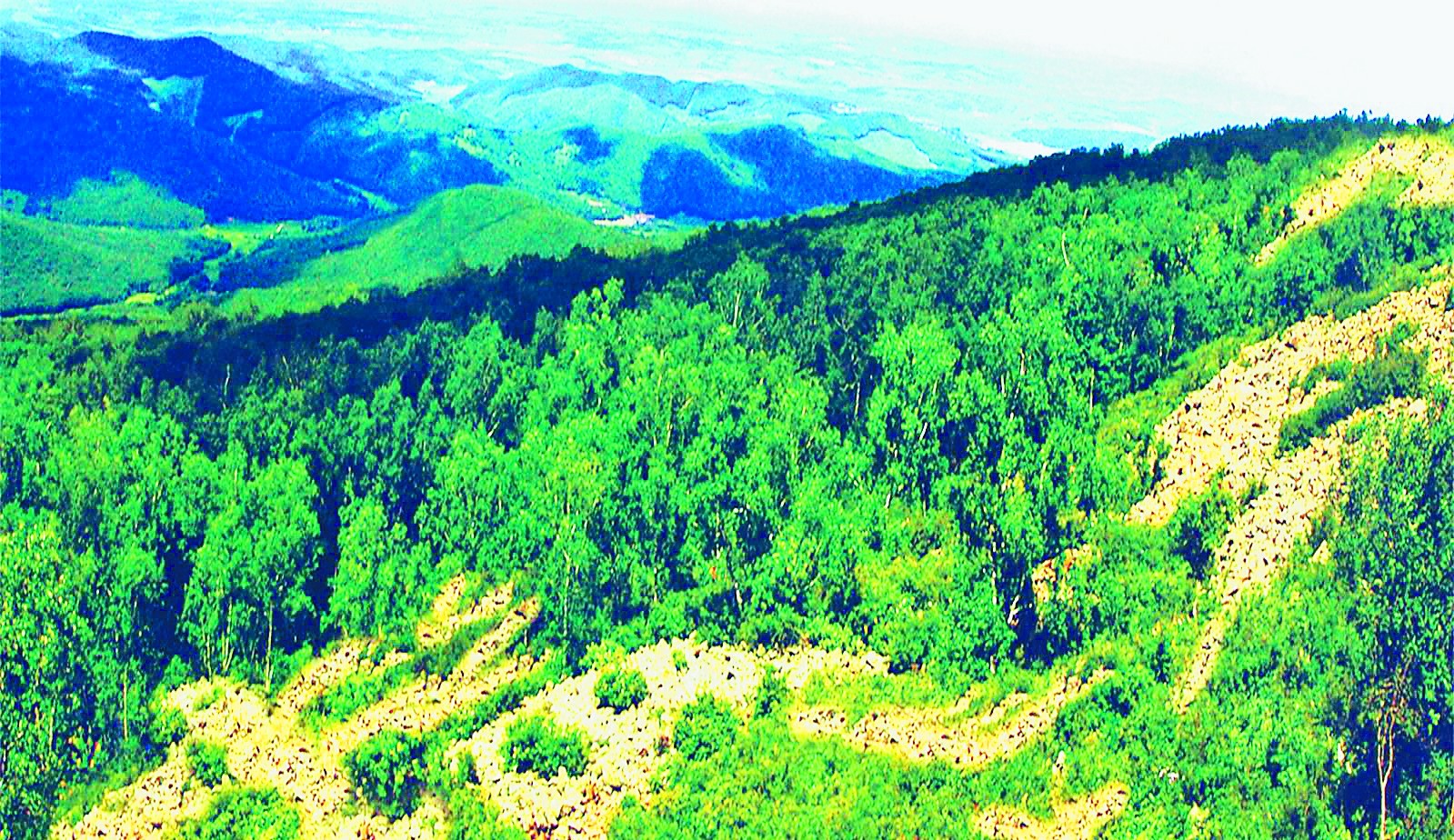 石龙山森林公园图7