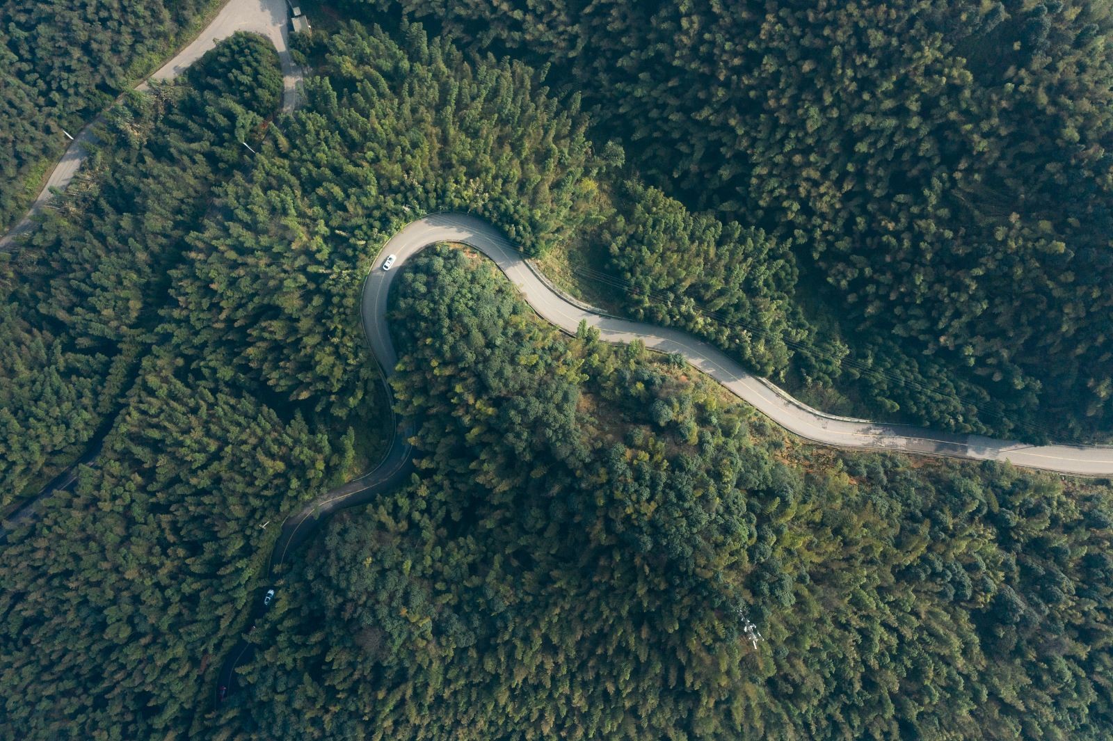 桃花江竹海风景区图8