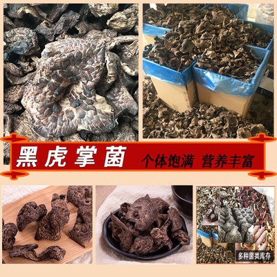云南特产黑虎掌能尔蘑菇枣翘鳞肉齿菌虎掌菌菇干货产地批发图2