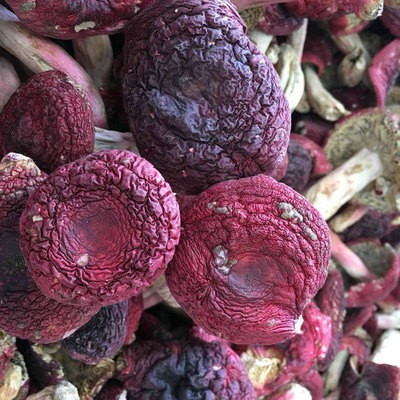 云南特产野生大红菇标菇红菇干货正红菇蓝底红菇菌菇煲汤产地批发图5