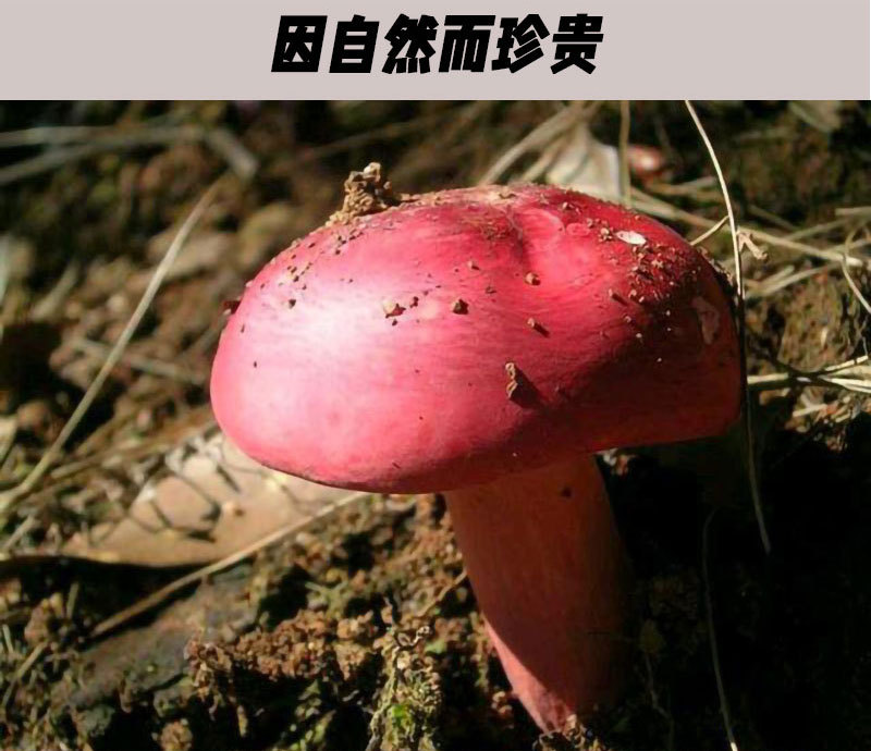 详情页-红菇_02.jpg