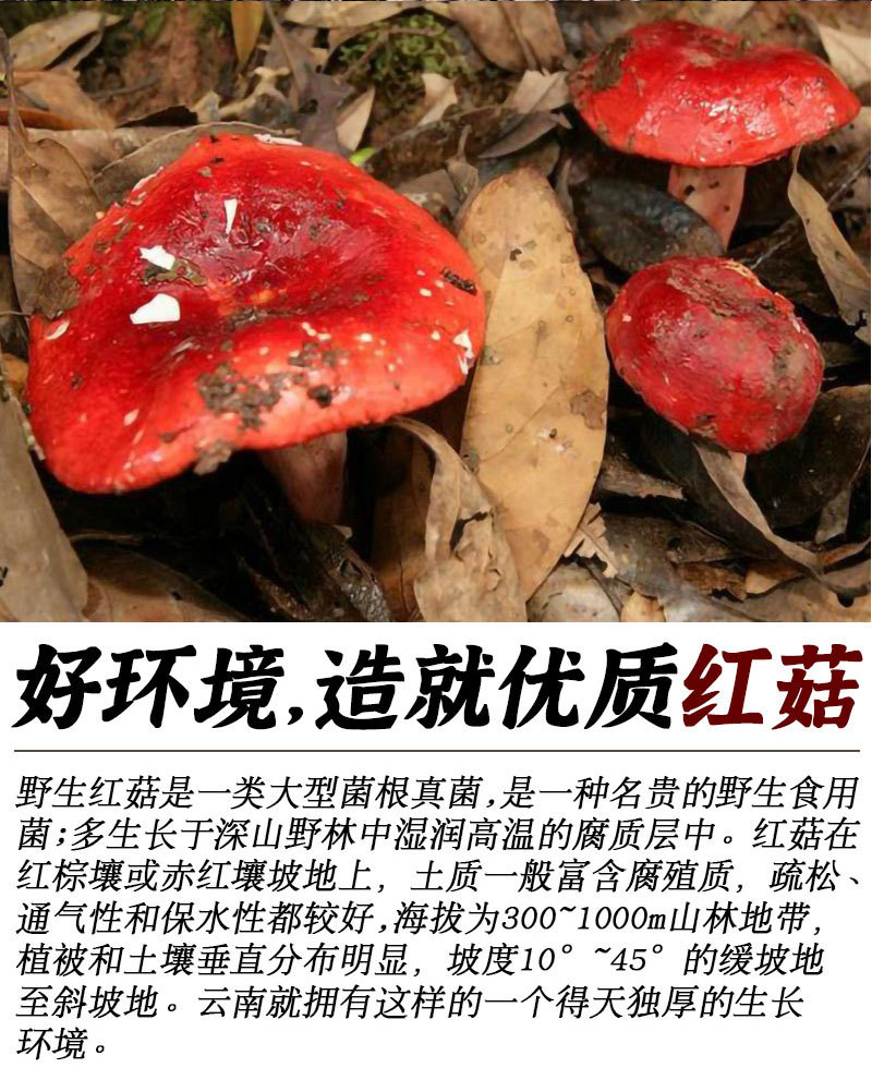 详情页-红菇_04.jpg