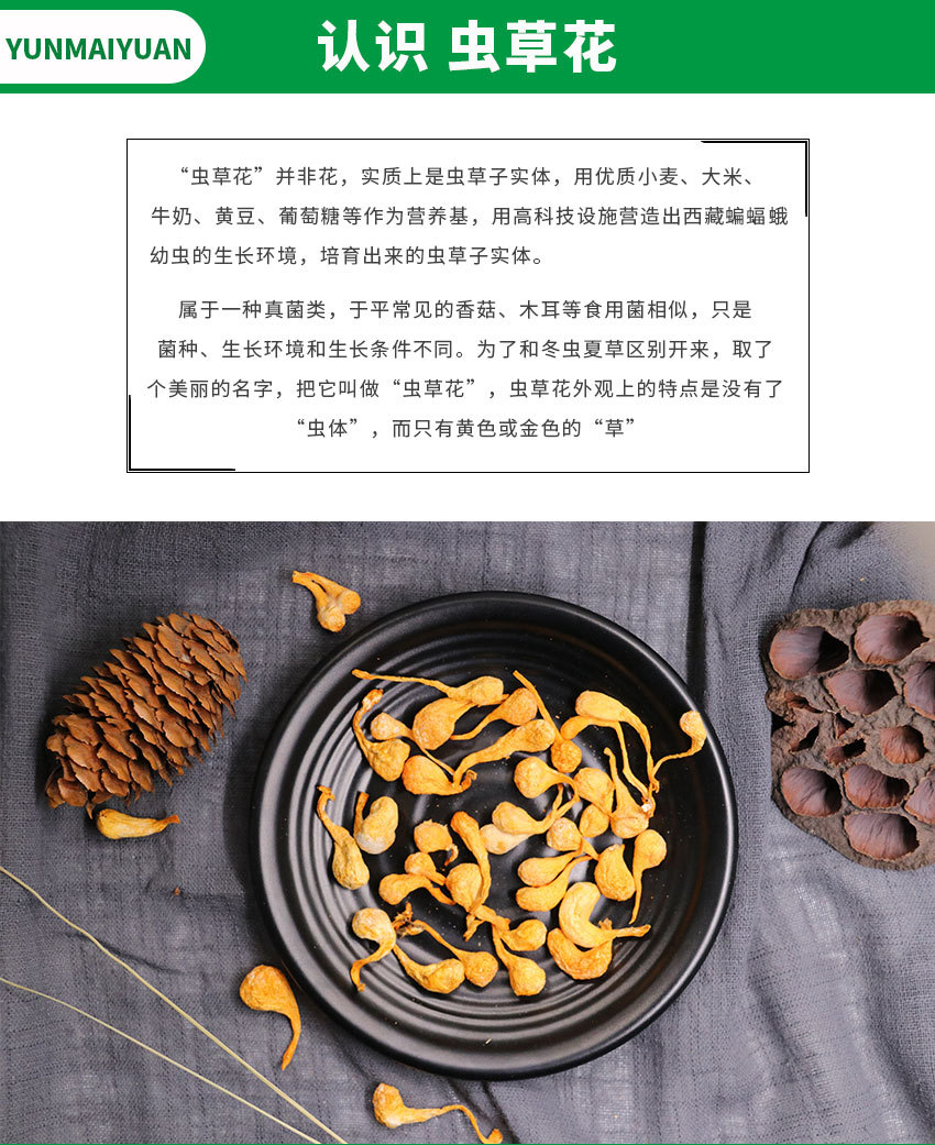 虫草花详情_02.jpg