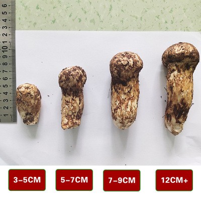云南产地新鲜雪山松茸1000g野外生长食用菌香格里拉松茸新鲜松茸图2