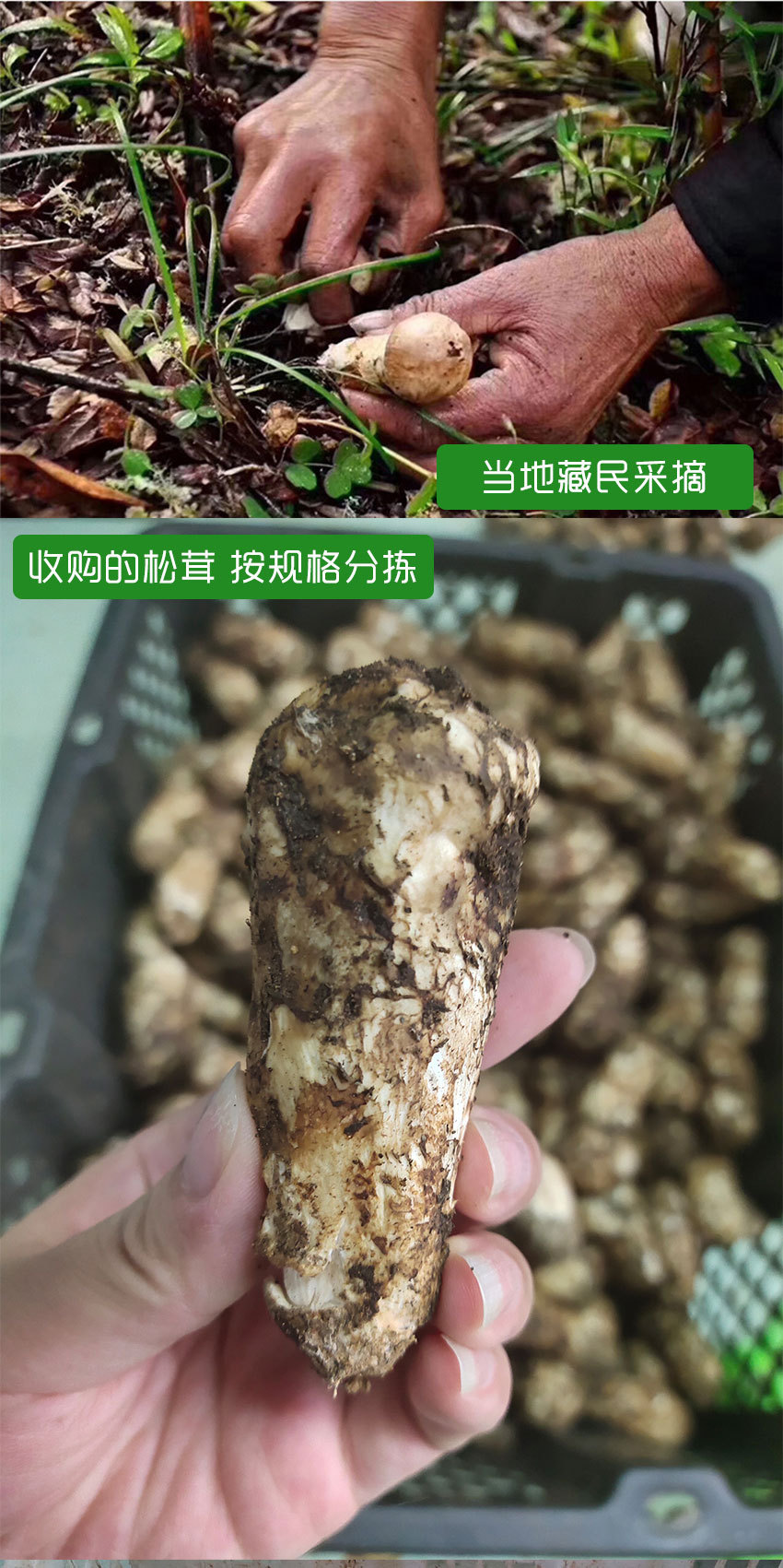 详情页_03.jpg