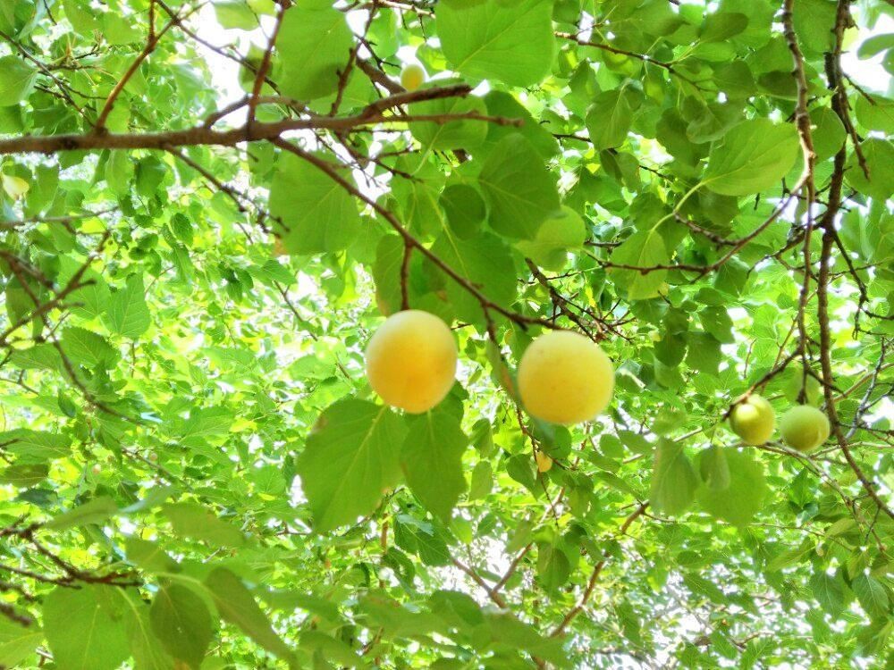 夏津黄河故道森林公园图6