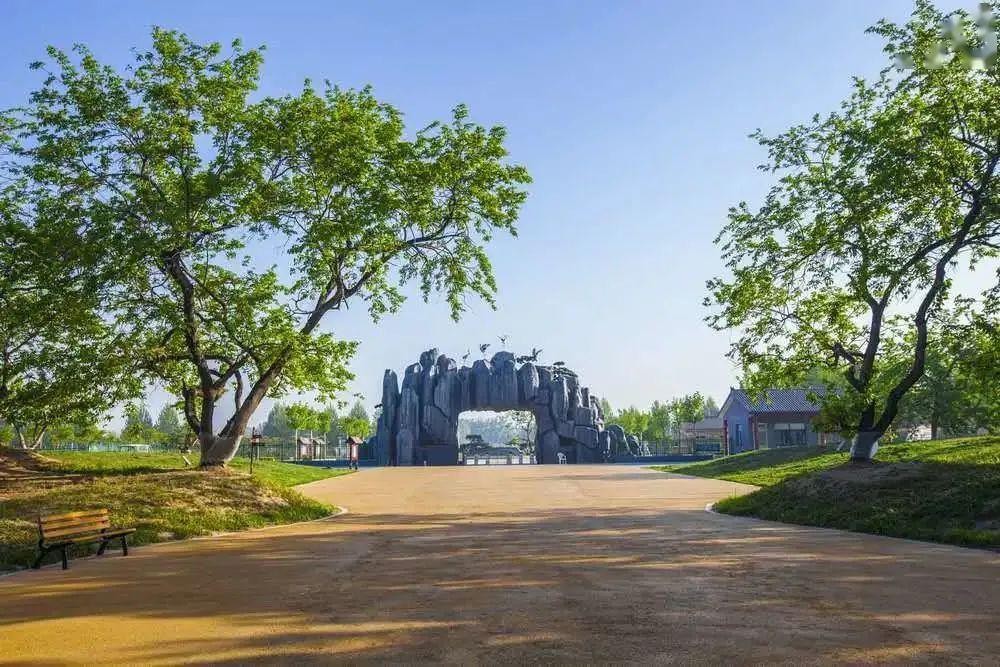 夏津黄河故道森林公园图3