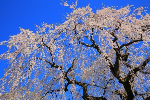 夏津黄河故道森林公园图5