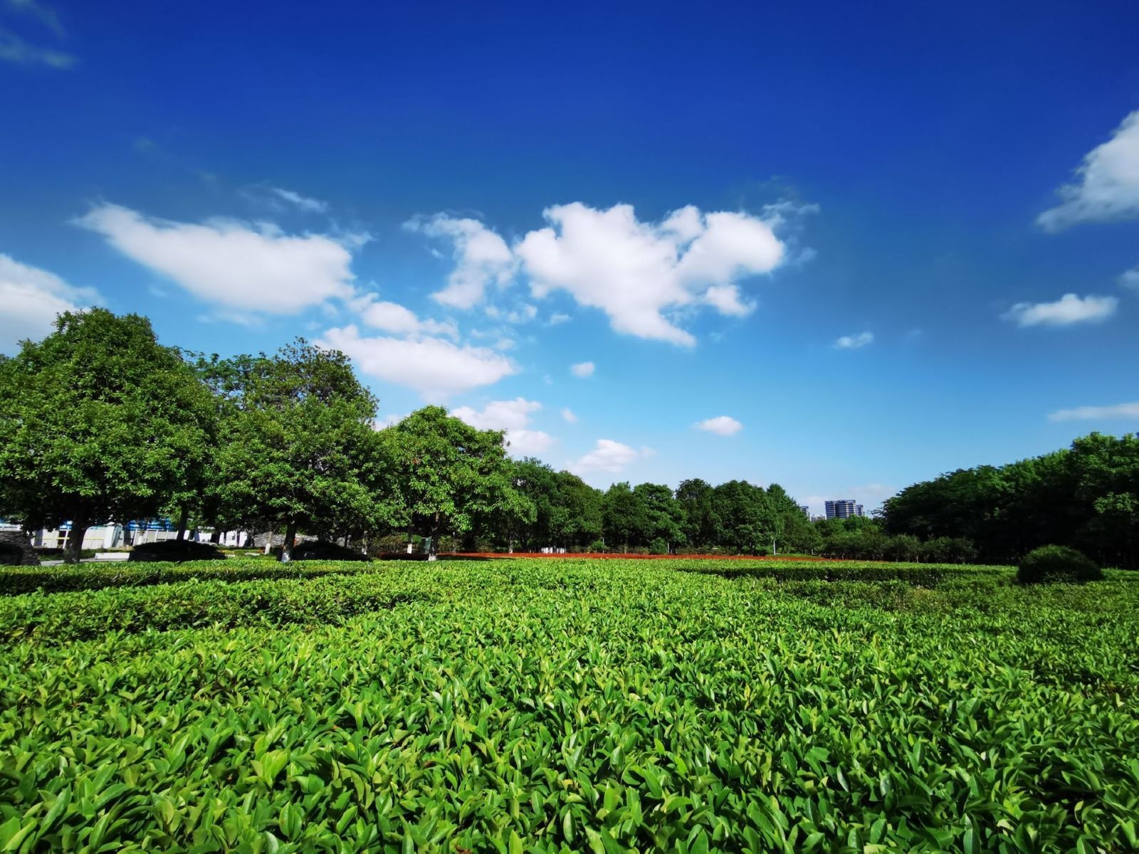 白塘生态植物园图5