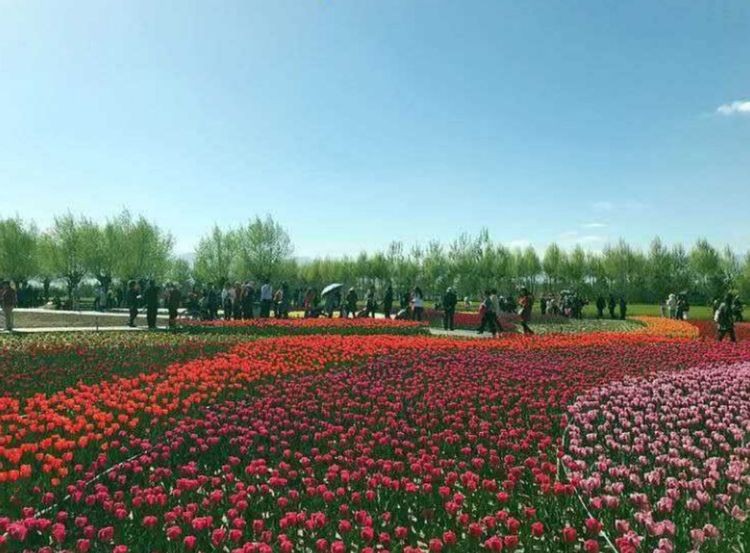 中国花卉博览园图2