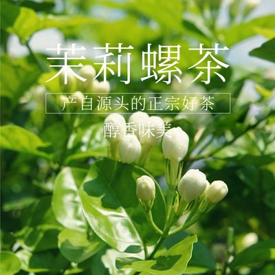 2021年广西横县花果茶茶叶 浓香型茉莉螺茶 茉莉花茶散装现货批发图2