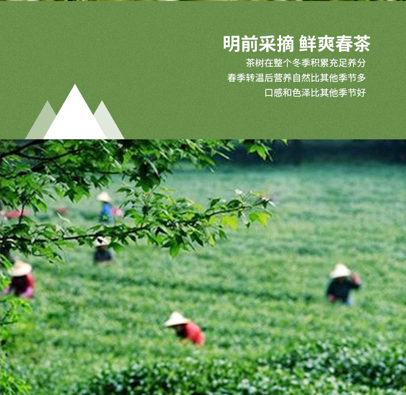 龙井绿茶