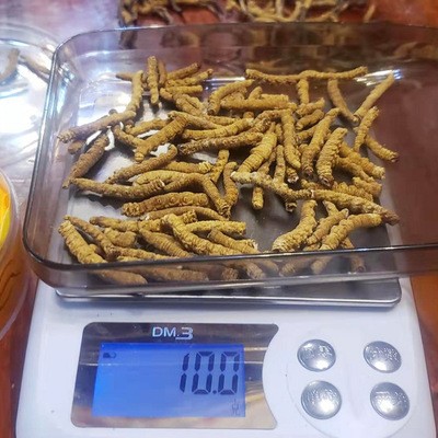 2021西藏那曲冬虫夏草-纯肉节 顺丰包邮精品虫草 冬虫夏草图3