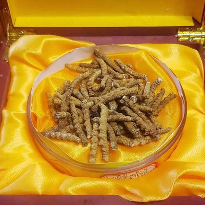 2021西藏那曲冬虫夏草-纯肉节 顺丰包邮精品虫草 冬虫夏草图4