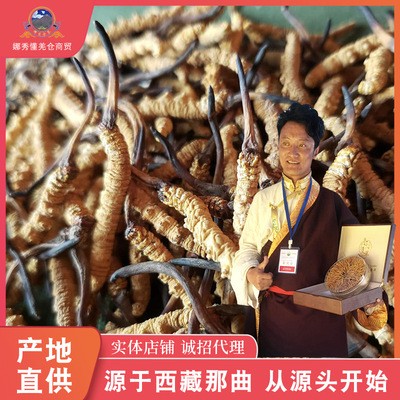 西藏那曲冬虫夏草-统货四条一克 产地货源代发代理 冬虫夏批发