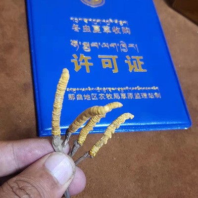西藏那曲冬虫夏草-统货四条一克 产地货源代发代理 冬虫夏批发图2