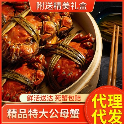 大闸蟹鲜活公5.0两母3.5两螃蟹阳澄湖镇现货礼盒团购代发批发包邮