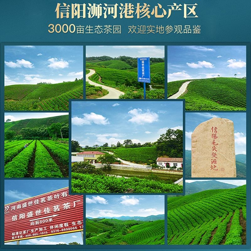 盛世佳茗2021新茶信阳毛尖散装明前春茶原产地厂家批发高山绿茶叶图2