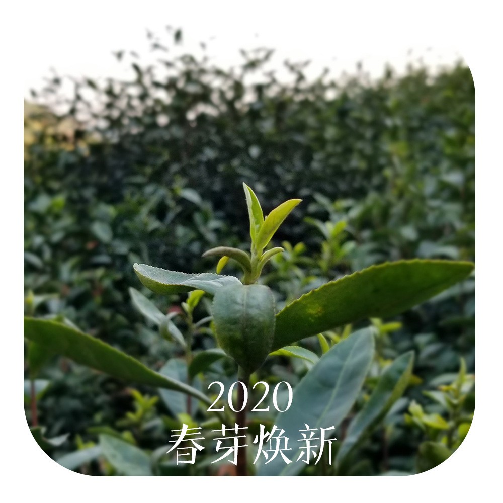 2021新茶蒸青绿茶叶抹茶粉原料玉露煎茶杭州产地茶厂直销散茶批发图5
