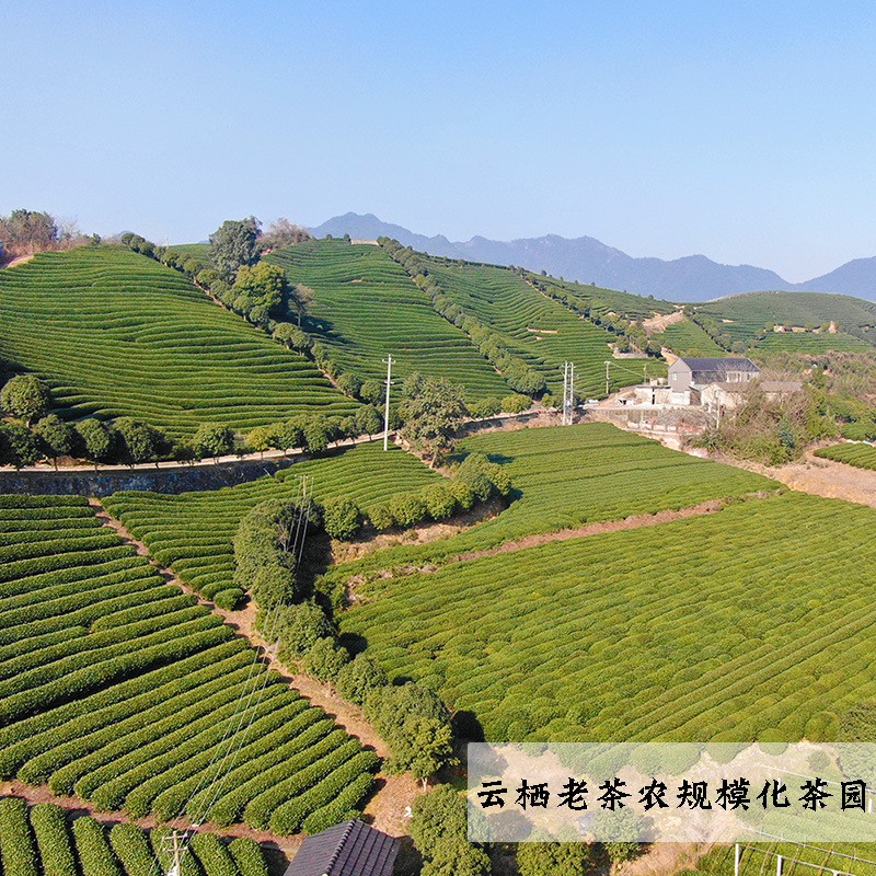 2021新茶黄金芽 凤型黄金白茶 黄金叶绿茶批发500g云栖老茶农毛峰图3