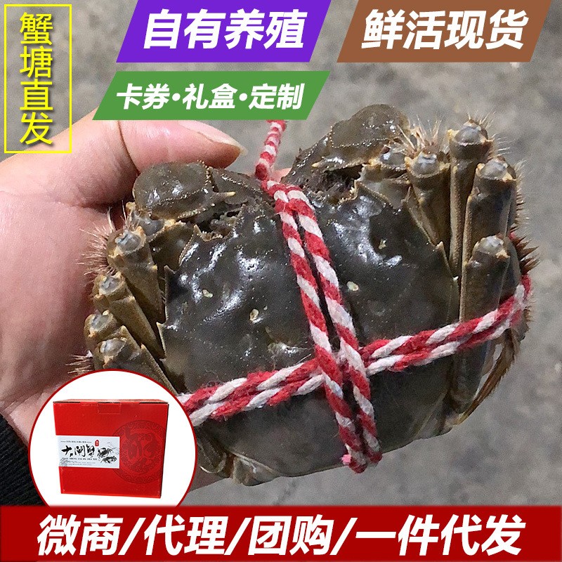 大闸蟹螃蟹现货现补六月黄兴化河蟹批发鲜活提货送礼卡供阳澄湖镇