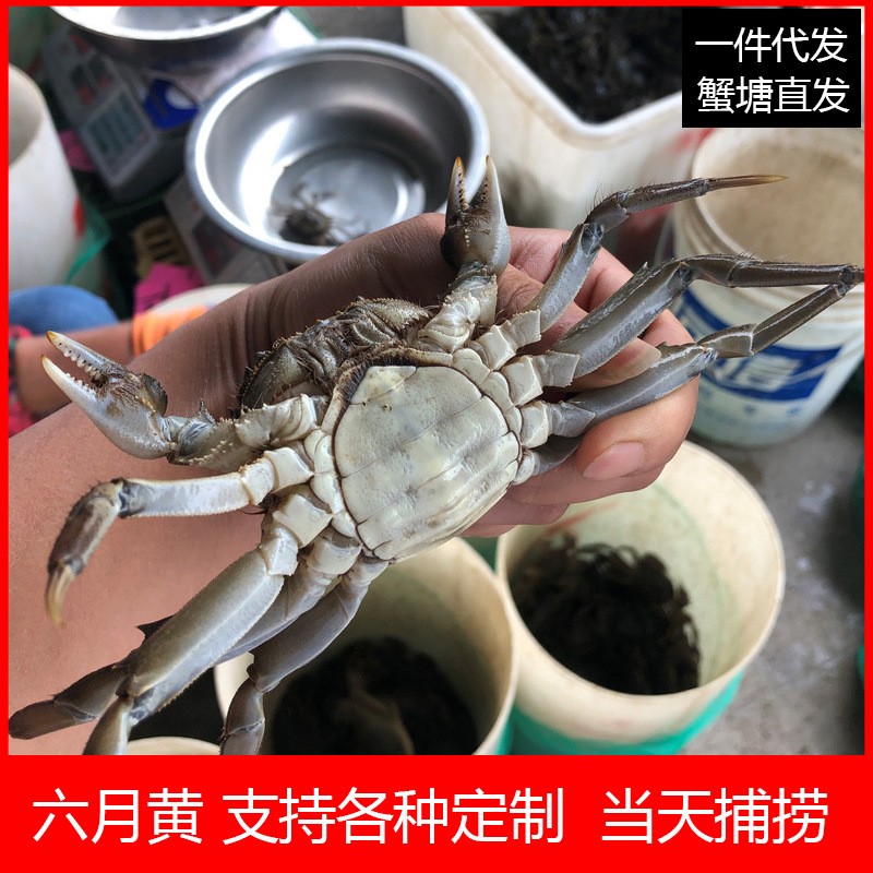 【蟹塘直供】大闸蟹鲜活螃蟹现货现捕六月黄批发兴化河蟹海鲜代发