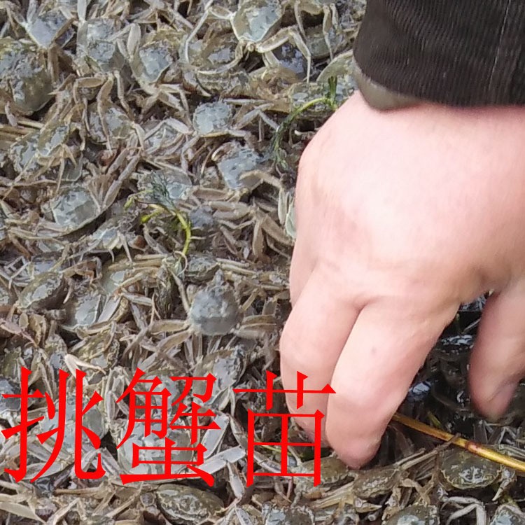 兴化水产螃蟹基地大闸蟹鲜活4.5两公3.5两母10只礼盒装一件代发图4