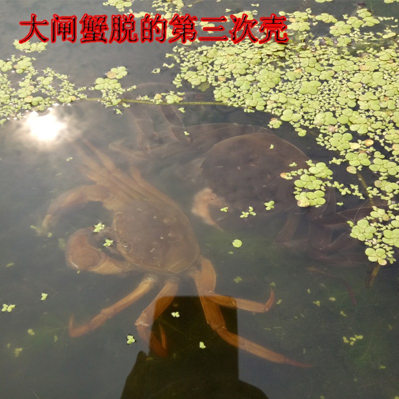 兴化水产螃蟹基地大闸蟹鲜活4.5两公3.5两母10只礼盒装一件代发图3