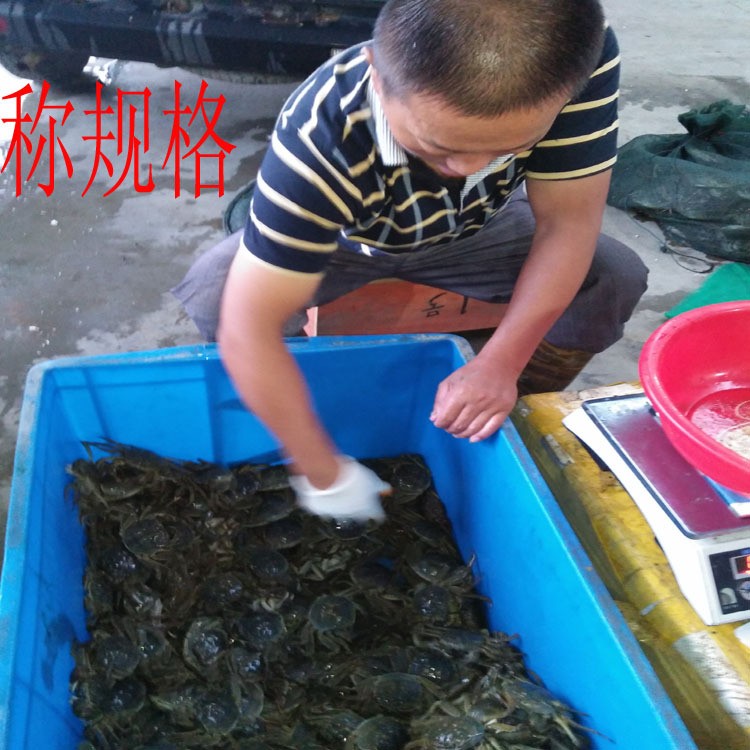兴化水产螃蟹养殖 鲜活大闸蟹 公4.5两 母3两共8只礼盒装图5