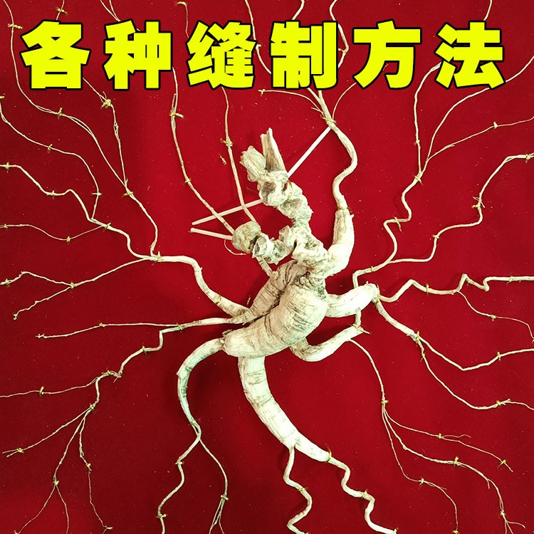 【人参礼盒】30年野山参批发 移山参 林下参礼盒80版高年野山参图3