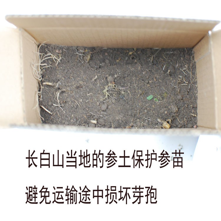 人参苗图4