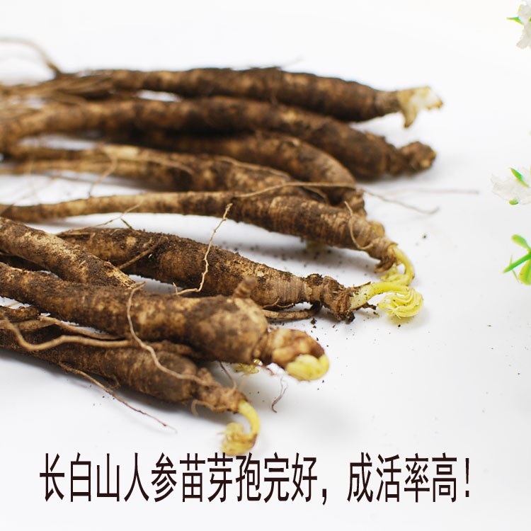人参苗图5