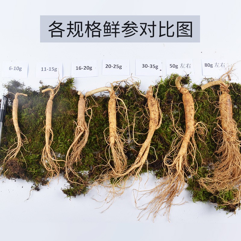 批发长白山带土鲜人参泡酒保鲜参可代发产地货源吉林1元鲜参图3