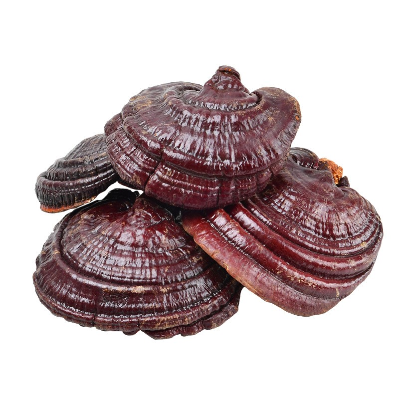 长白山灵芝500g 紫灵芝 东北灵芝片 紫芝批发图5