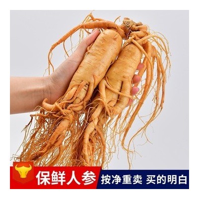 【保鲜人参】土特产批发泡酒小参 长白山鲜人参袋装多种药材厂家