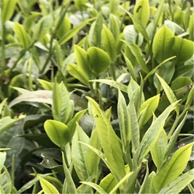 云南茶叶 滇绿茶一级茶叶春尖银丝茶炒青绿茶浓香型绿茶 500g批发图3