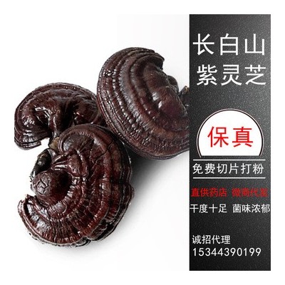 批发长白山紫灵芝 东北泡酒料500g特产养殖灵芝 免费切片代发