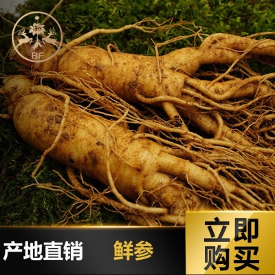 人参 批发长白山大鲜人参泡酒煲汤新挖人参 产地直销大量供货
