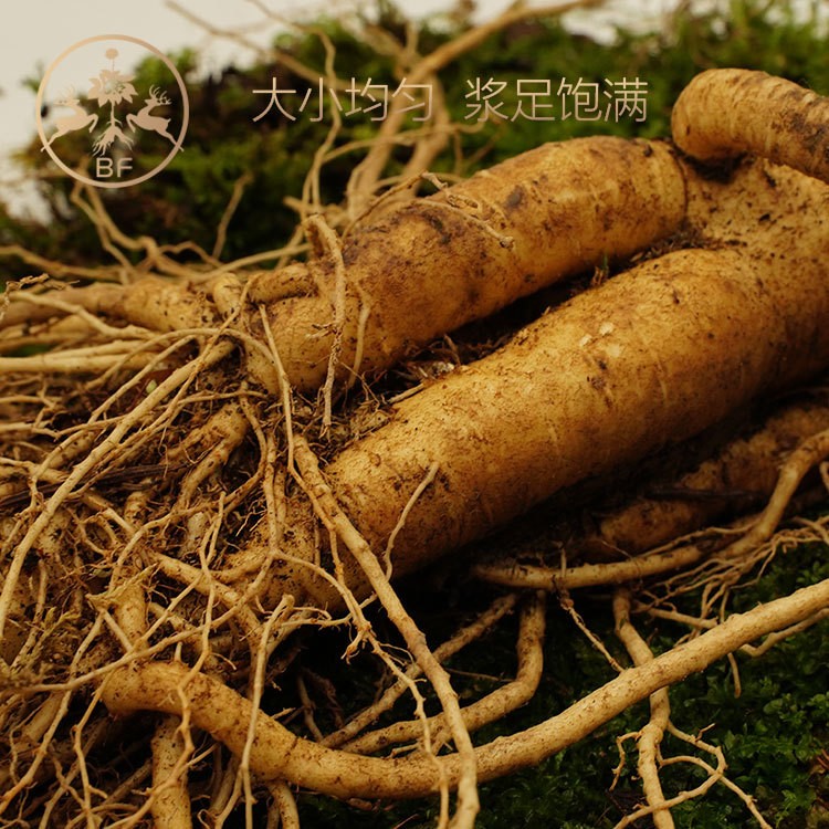 人参 批发长白山大鲜人参泡酒煲汤新挖人参 产地直销大量供货图2