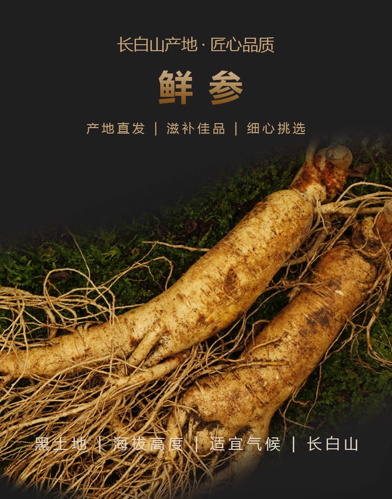 人参 批发长白山大鲜人参泡酒煲汤新挖人参 产地直销大量供货图5