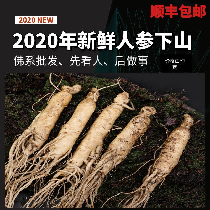 鲜人参500g长白山人参一手货源带土鲜参泡酒煲汤参坏包赔现挖现卖图3