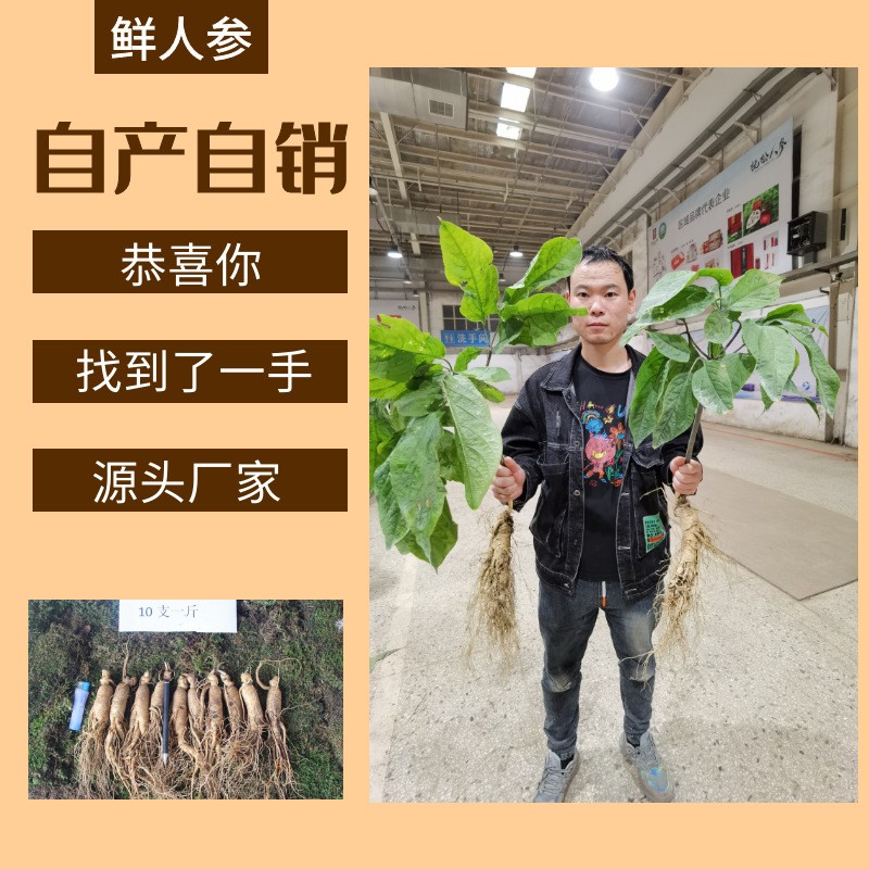 鲜人参500g长白山人参一手货源带土鲜参泡酒煲汤参坏包赔现挖现卖图2