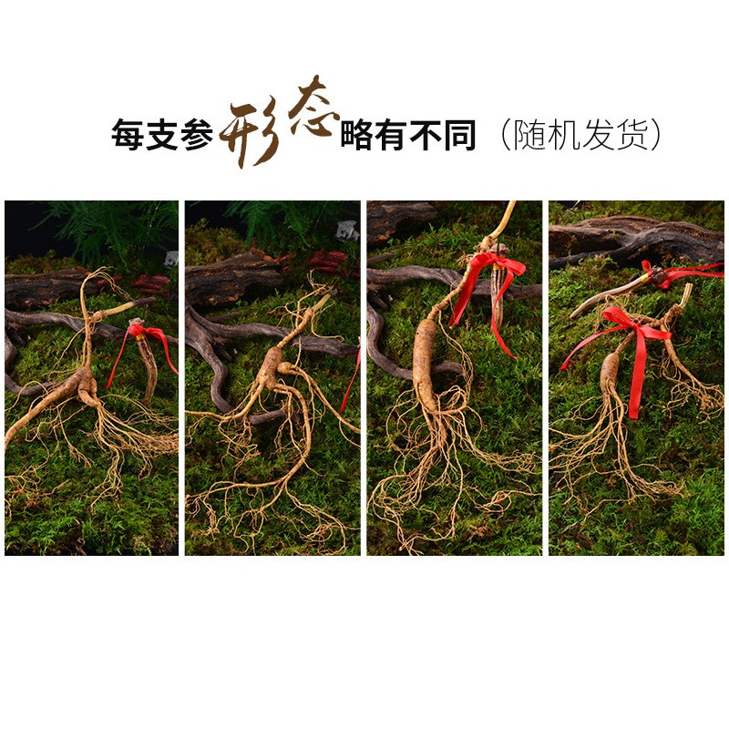 长白山新鲜现挖林下山参 移山参 东北老参带土林下参滋补佳品图5