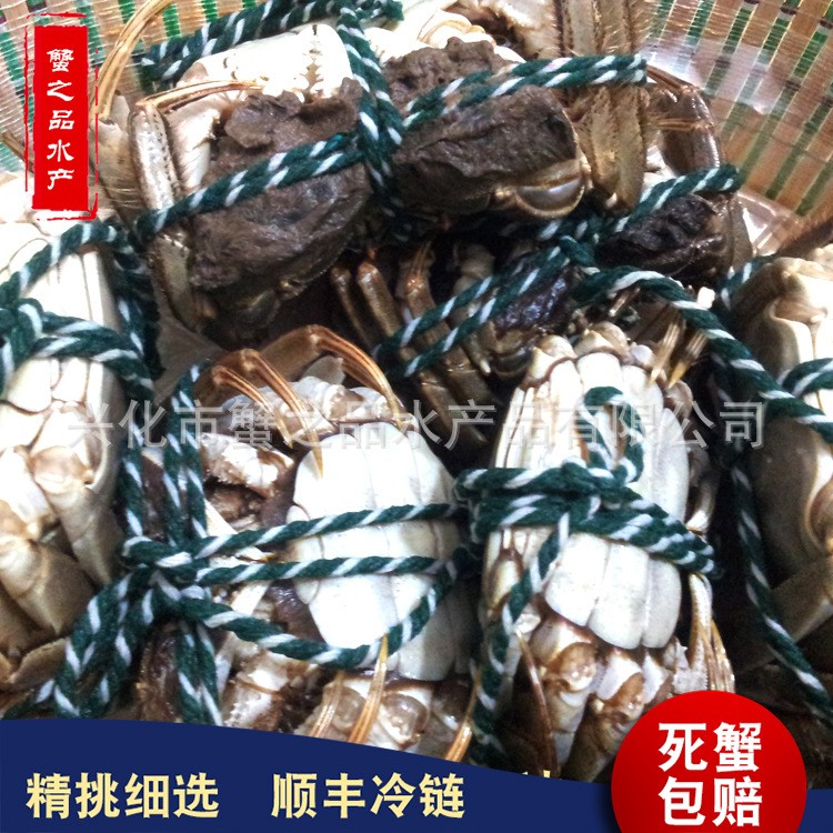 批发大闸蟹鲜活螃蟹公母3两-2.0两挑膏蟹 专卖店酒店指定用蟹河蟹图3