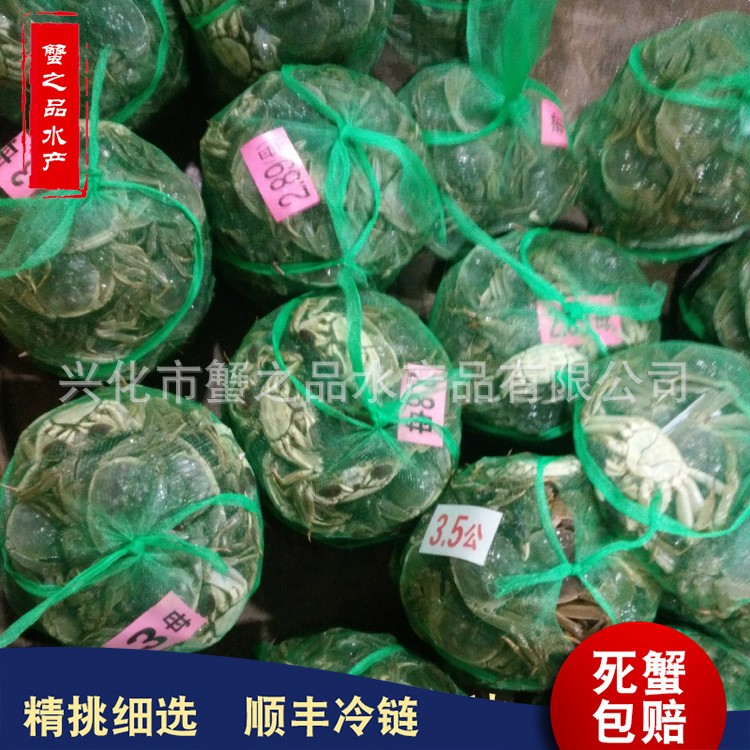 批发大闸蟹鲜活螃蟹公母3两-2.0两挑膏蟹 专卖店酒店指定用蟹河蟹图4